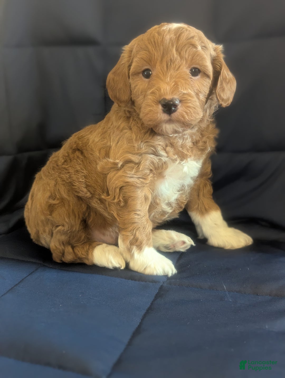 Mini Goldendoodle dogs for sale: Nick - Ad 3