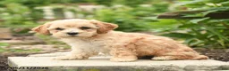 Bichpoo dogs for sale: Vivaldi - Ad 3