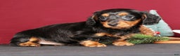 Miniature Dachshund dogs for sale: Natalie - Ad 6