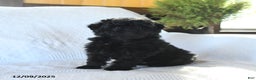 Miniature Poodle dogs for sale: Pepper - Ad 2