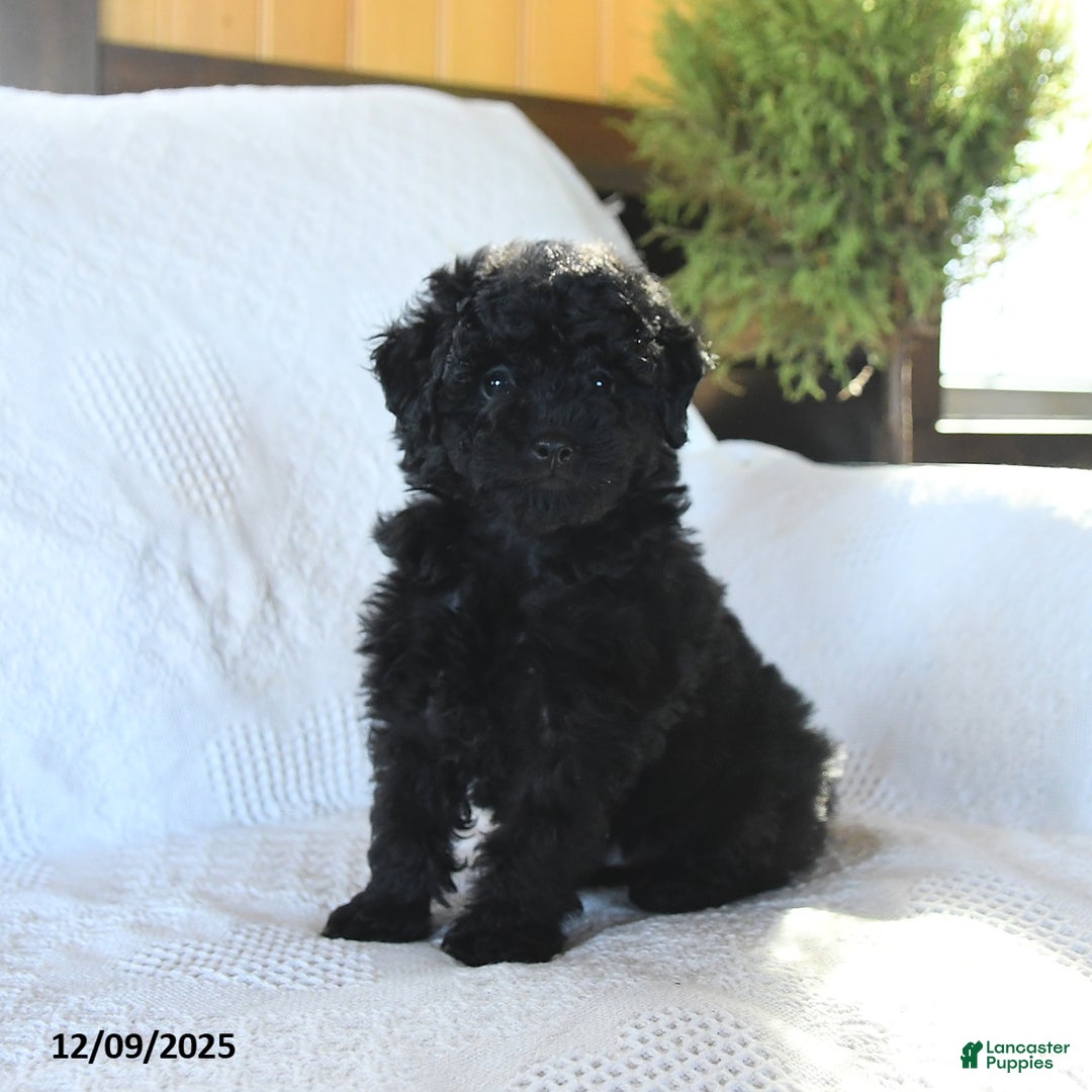 Miniature Poodle dogs for sale: Pepper - Ad 2