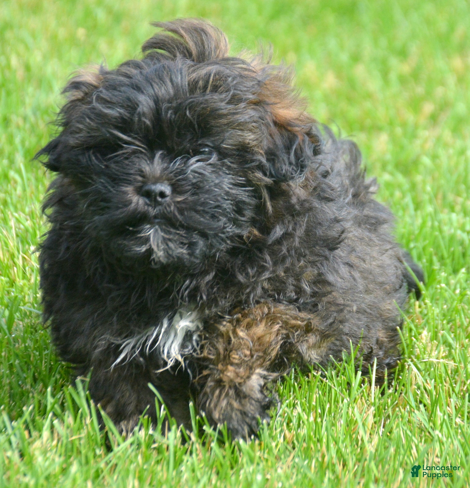 Shihpoo dogs Shihpoo Sal - Ad 18
