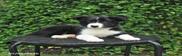 Border Collie dogs for sale: Jasper - Ad 3