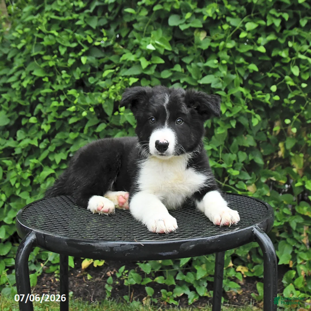 Border Collie dogs for sale: Jasper - Ad 3