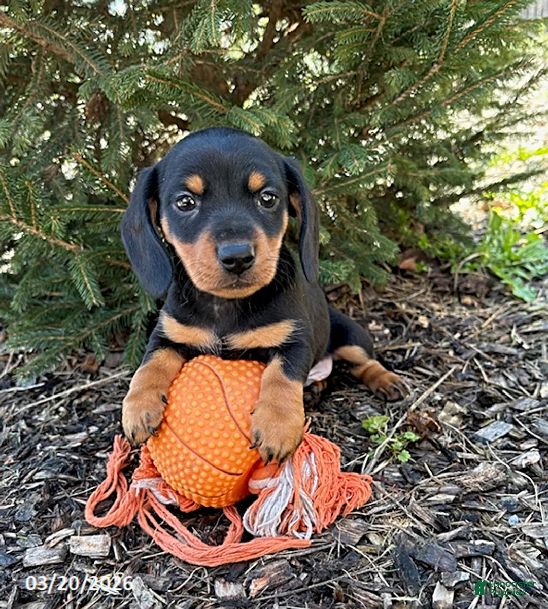 Dachshund dogs for sale: Valentino - Ad 1