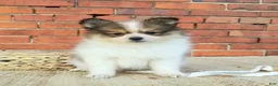 Pomeranian dogs for sale: Mojo - Ad 7