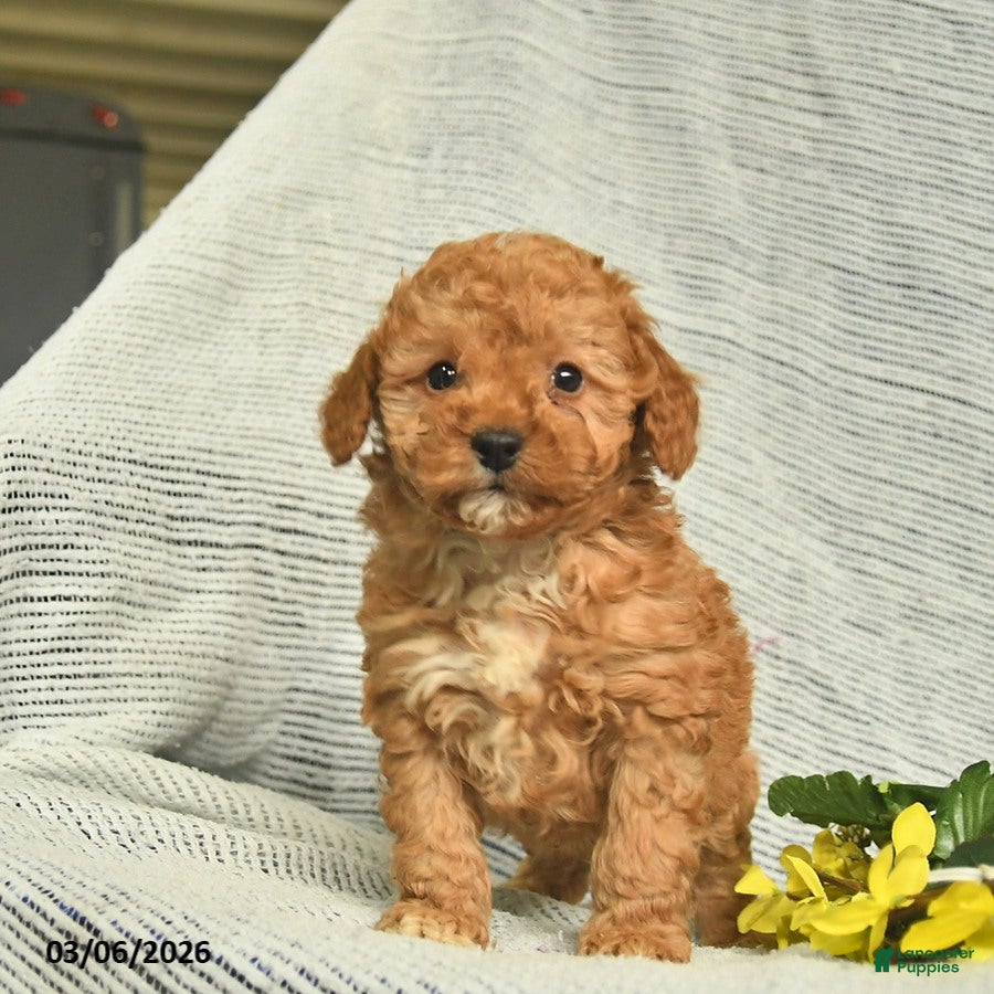 Miniature Poodle dogs Tank  - Ad 1