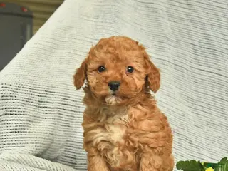 Miniature Poodle dogs for sale: Tank - Ad 1