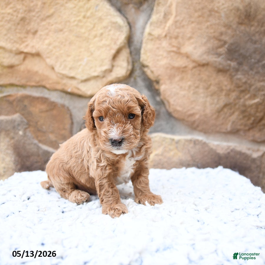 Cavapoo dogs Ferlin - Ad 1