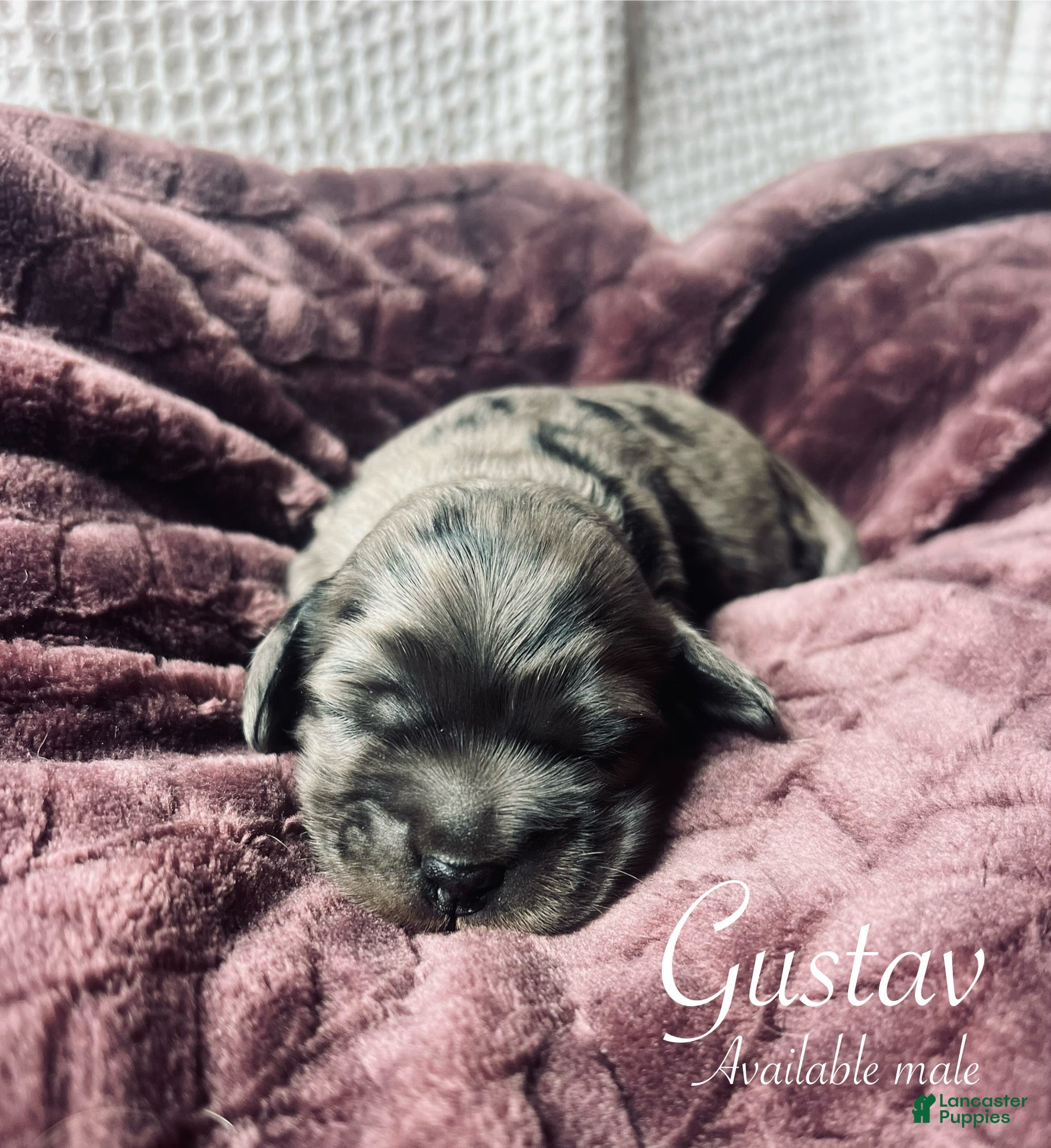 Cocker Spaniel dogs Gustav  - Ad 37