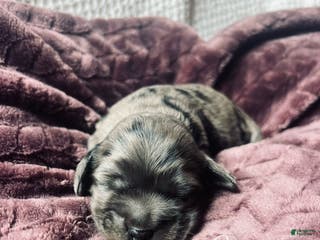 Cocker Spaniel dogs Gustav - Ad 32