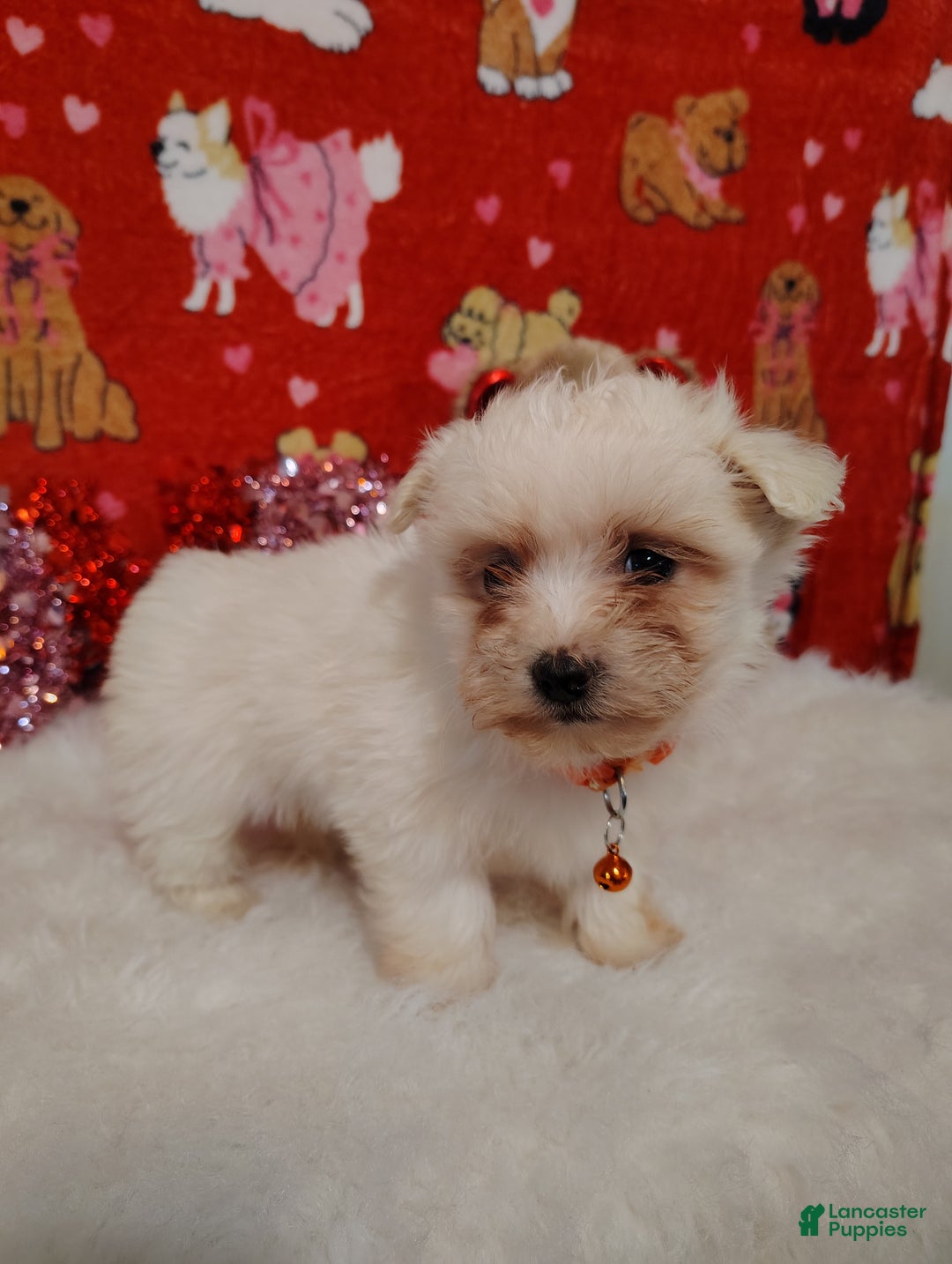 Maltese dogs for sale: Peg - Peg - Ad 3