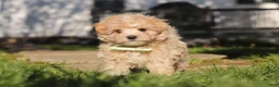 Maltipoo dogs for sale: Lane - Ad 3