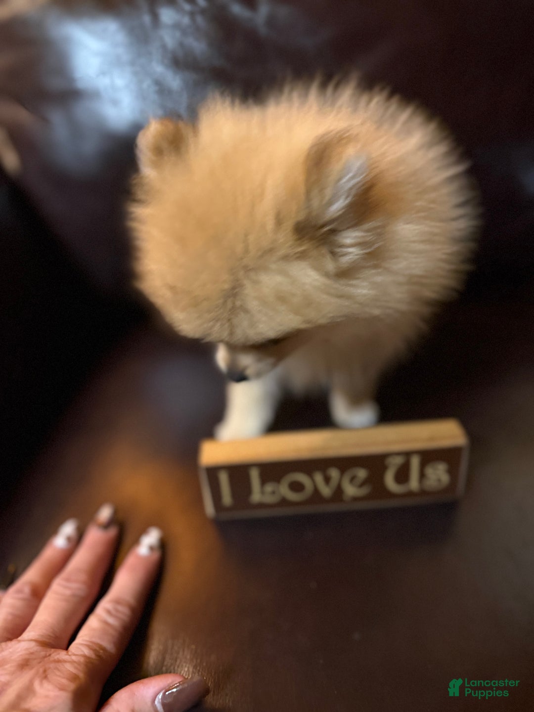 Pomeranian dogs for sale: Tiny Tim  - Ad 4