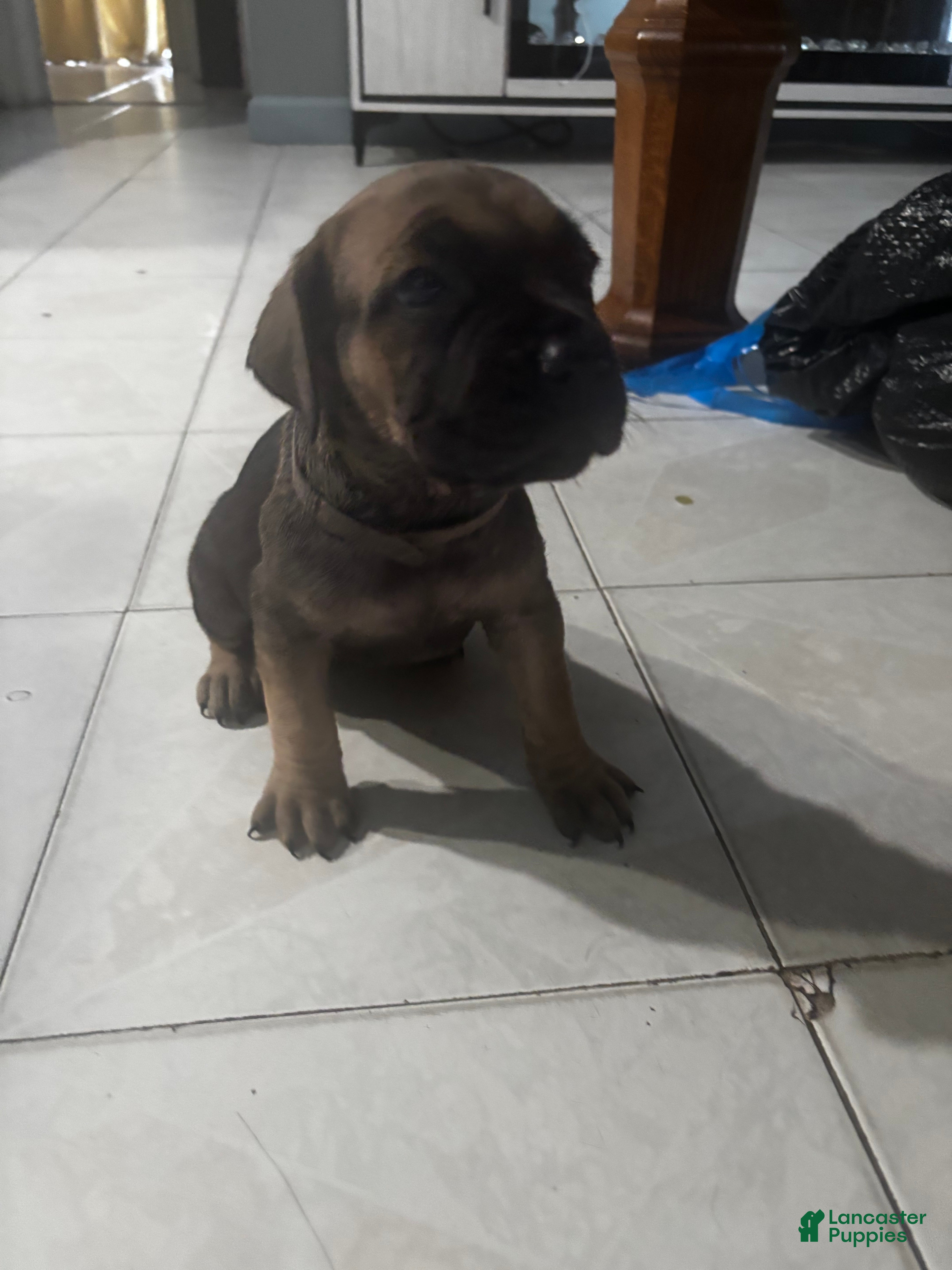 Cane Corso dogs Cane Corso Puppy 5 - Ad 9