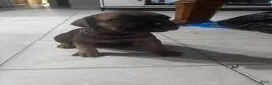 Cane Corso Puppy 5