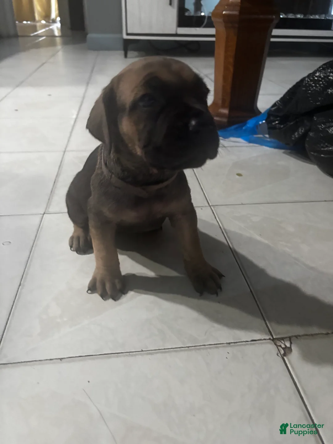 Cane Corso dogs for sale: Cane Corso Puppy 5 - Ad 1