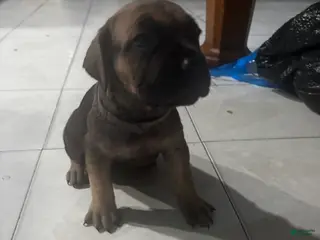 Cane Corso dogs Cane Corso Puppy 5 - Ad 9