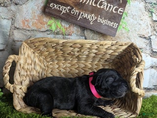 Great Dane dogs Arwen Brindle Female Great Dane Puppy - Ad 21