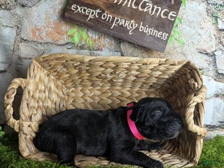 Great Dane dogs Arwen Brindle Female Great Dane Puppy - Ad 4