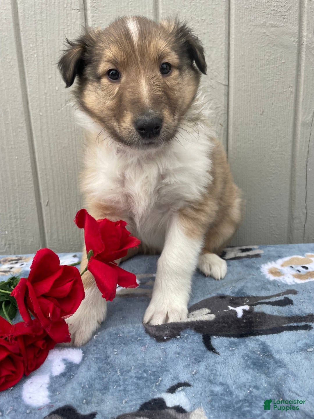 Collie dogs for sale: Colton - Ad 4