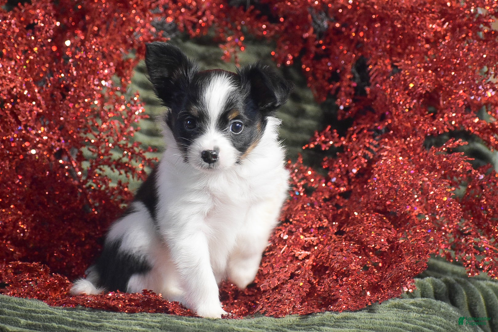 Papillon dogs Blitz - Ad 1