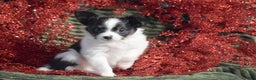 Papillon dogs for sale: Blitz - Ad 1