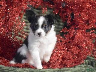 Papillon dogs Blitz - Ad 1