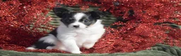 Papillon dogs for sale: Blitz - Ad 2