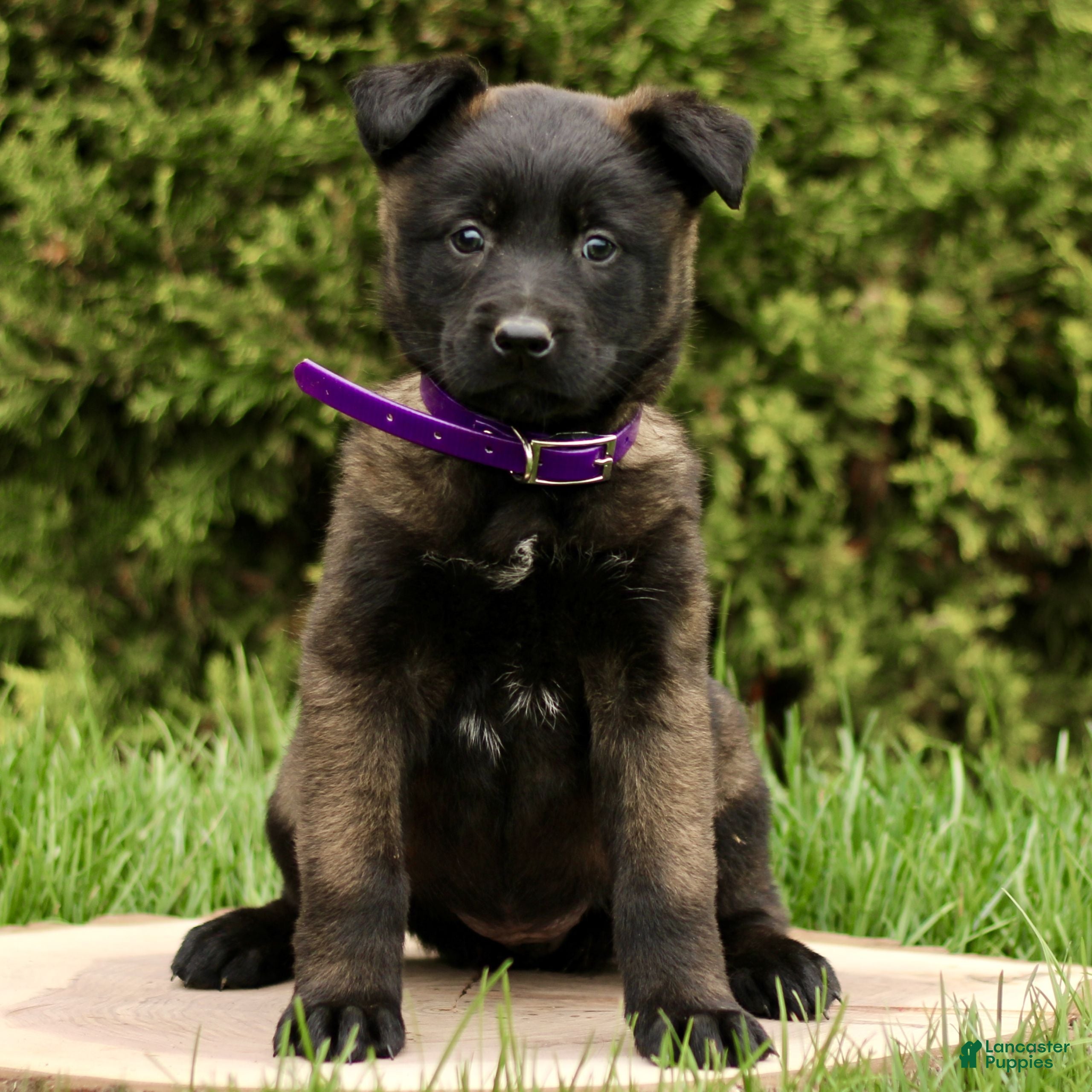 Belgian Malinois dogs Salome  - Ad 1