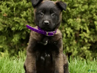 Belgian Malinois dogs for sale: Salome - Ad 4