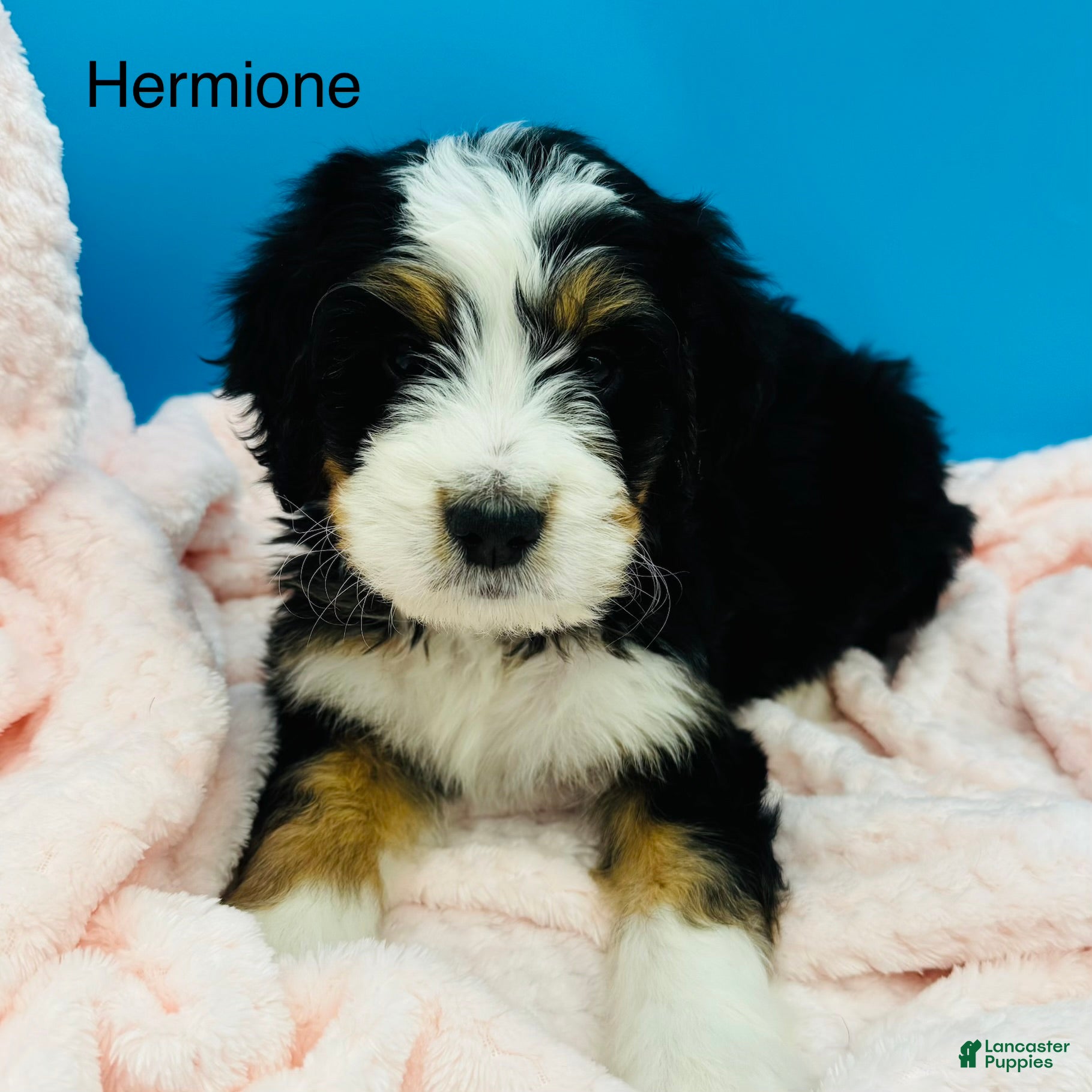 Bernedoodle dogs Bernedoodle Puppy 9 - Ad 2