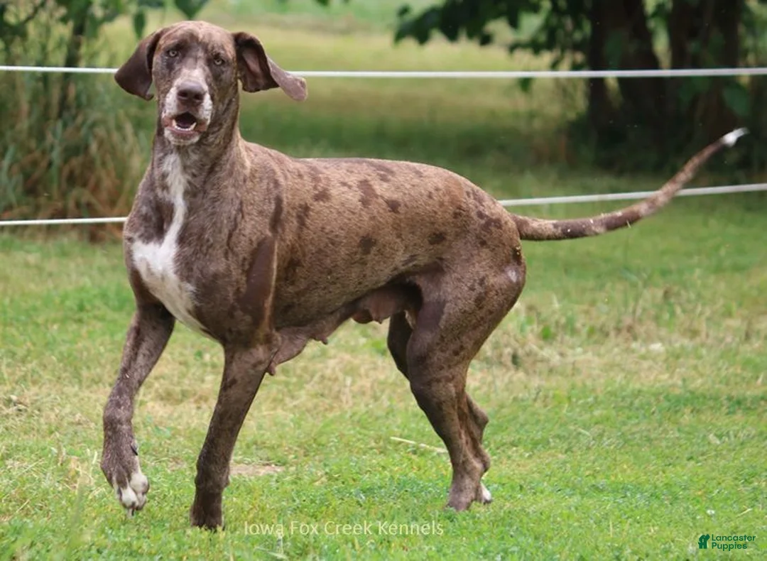 Great Dane dogs for sale: Great Dane 1 - Ad 9