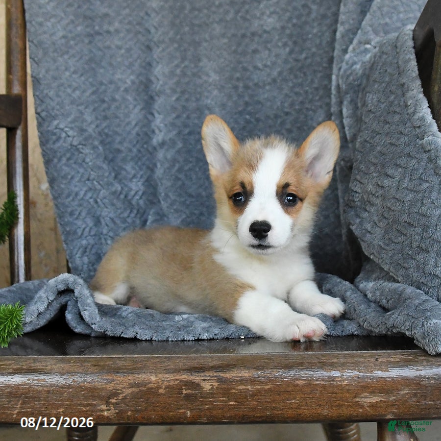 Welsh Corgi Pembroke dogs Fern - Ad 2