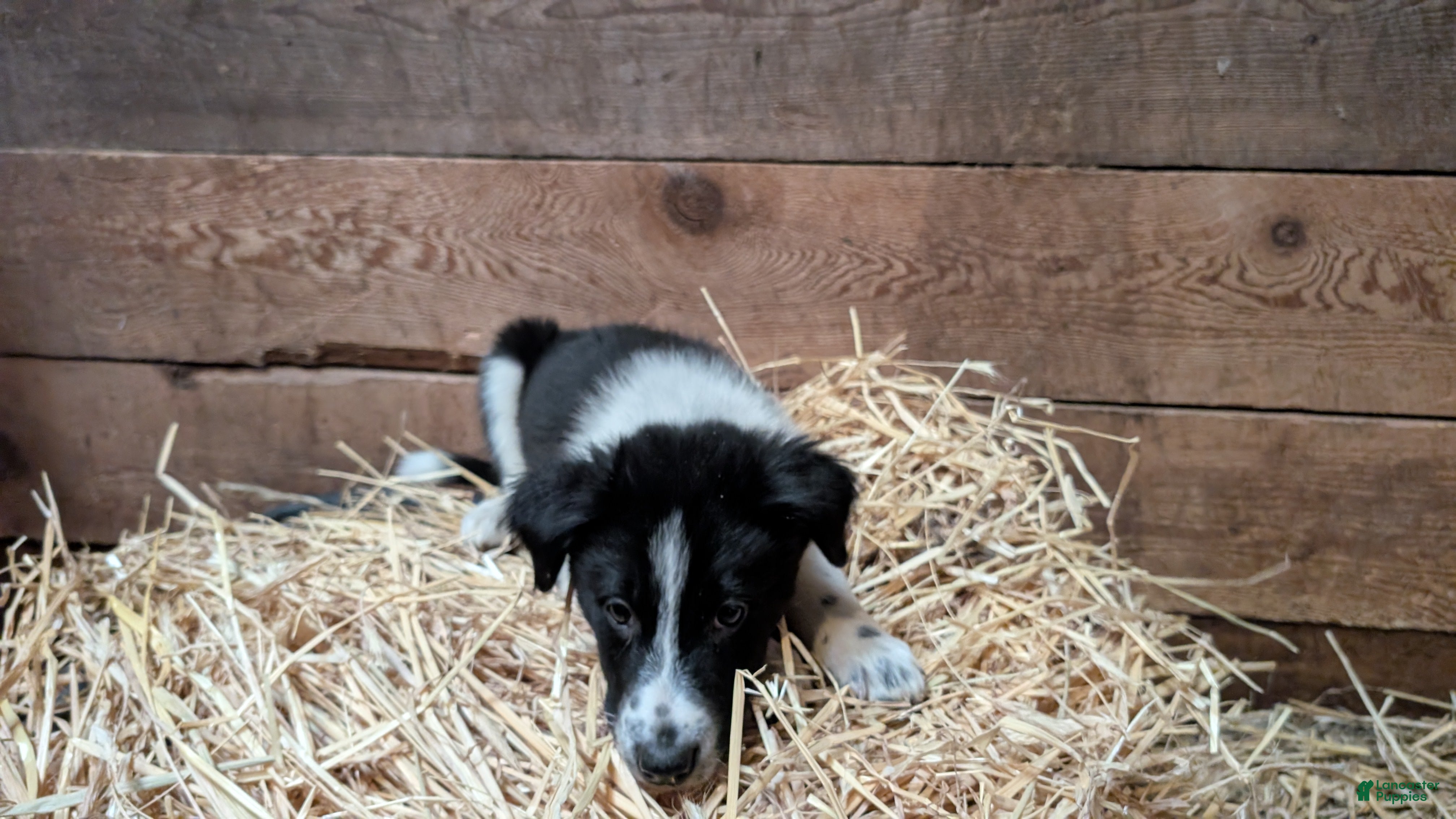 Mixed Breed dogs Ford - Ad 2