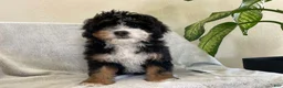 Mini Bernedoodle dogs for sale: Taylor - Ad 2