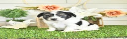 Papillon dogs for sale: Lilah - Ad 19