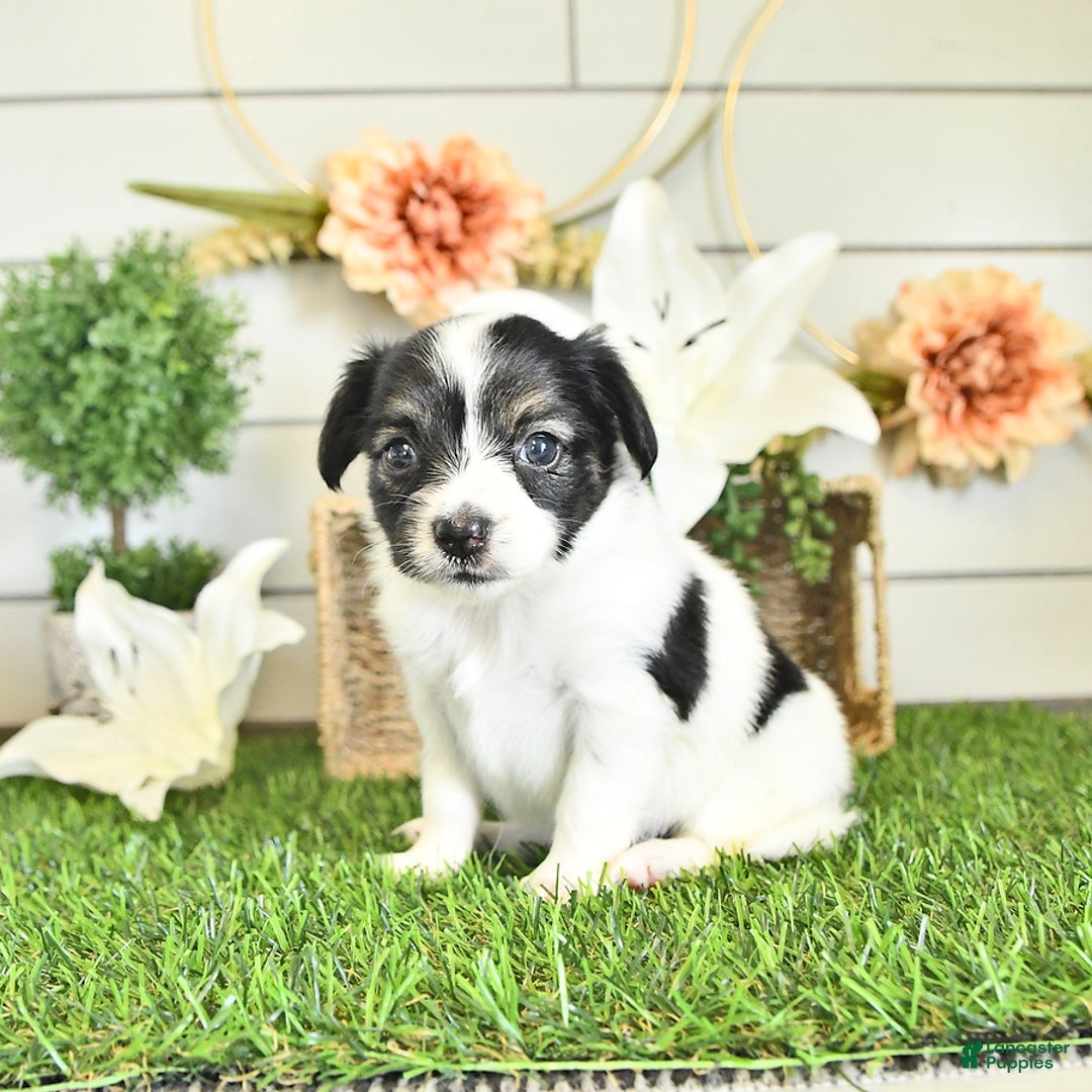 Papillon dogs for sale: Lilah - Ad 19