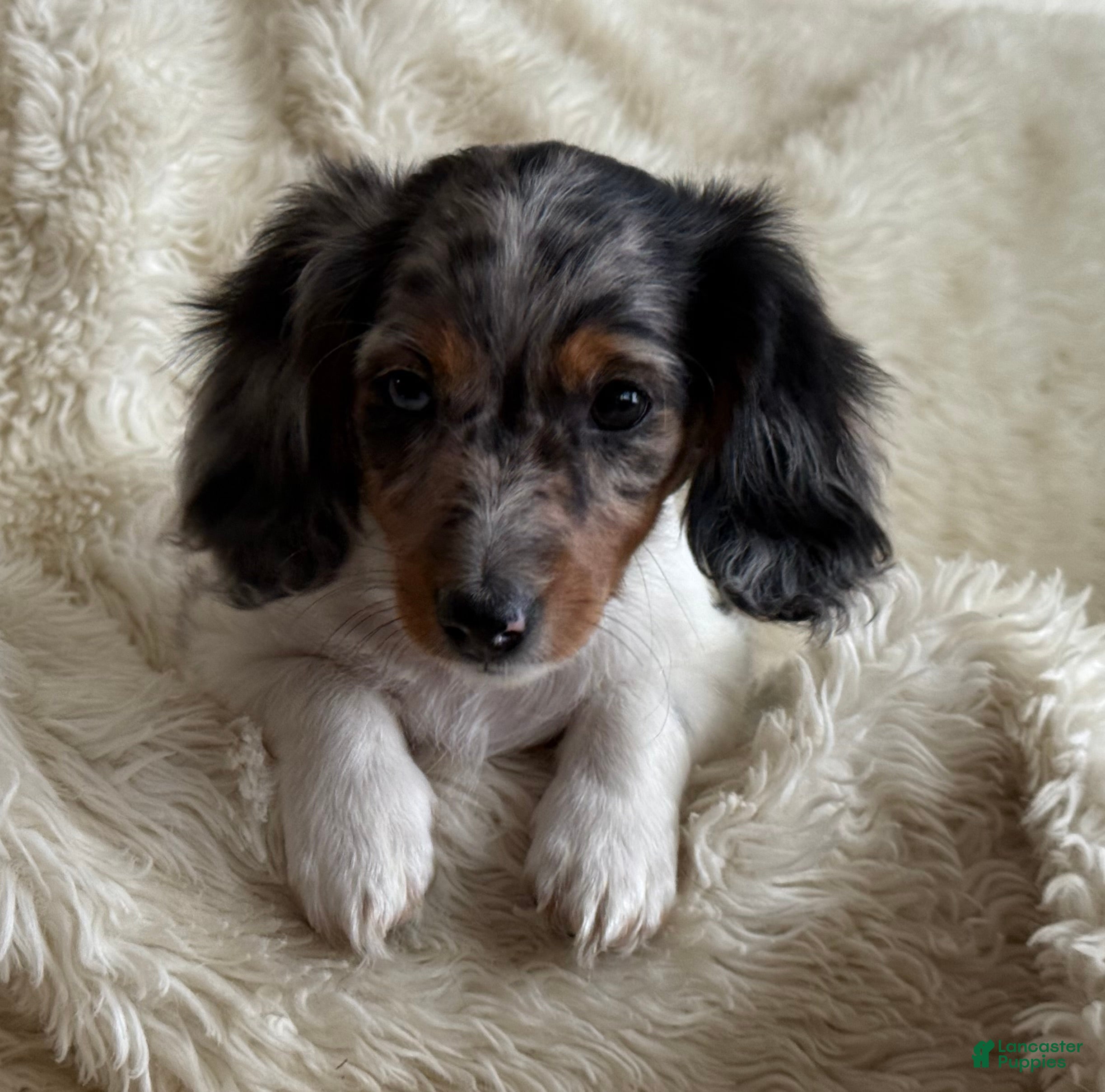 Miniature Dachshund dogs Tina - Ad 2