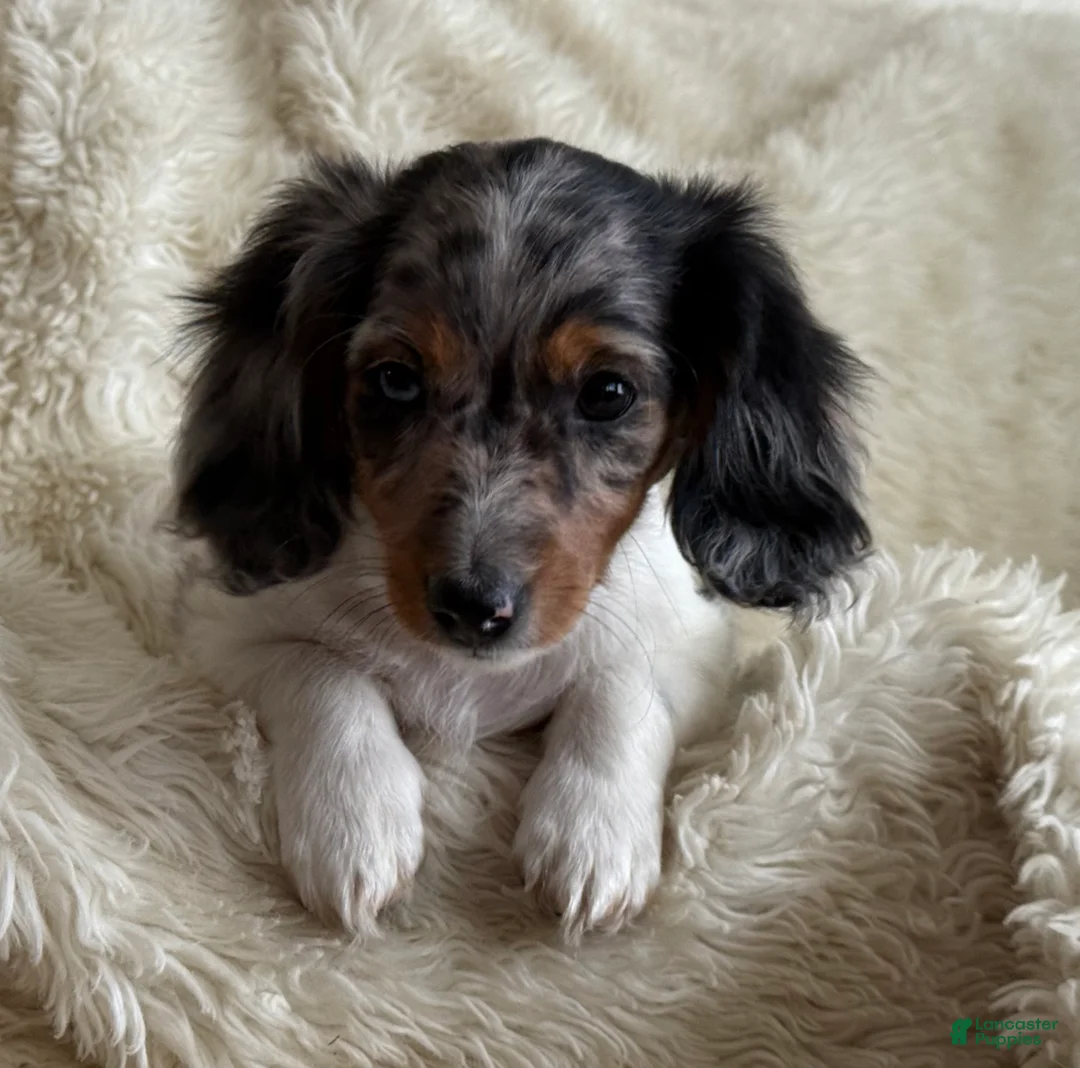 Miniature Dachshund dogs for sale: Tina - Ad 2