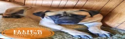 English Mastiff dogs for sale: Beulah  - Ad 8