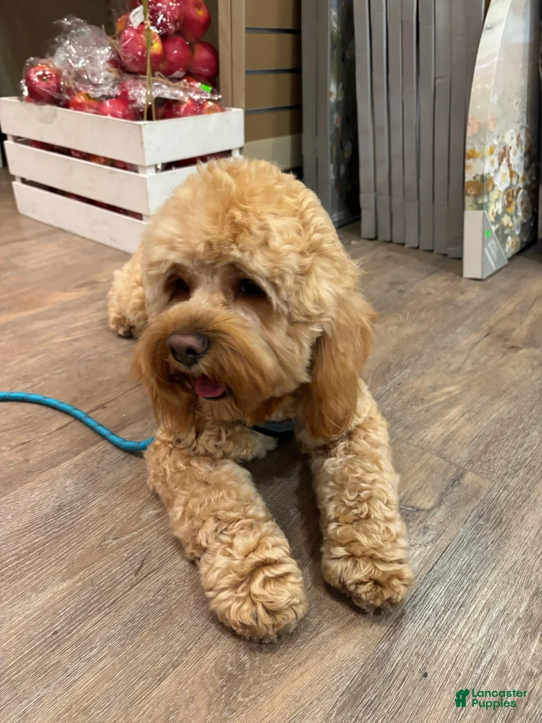 Gallery Image {{count}}