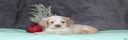 Cocker Spaniel dogs for sale: Star - Ad 2