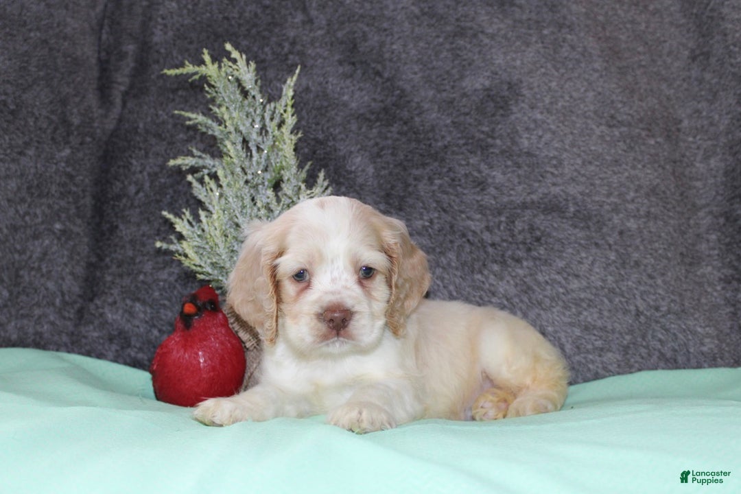 Cocker Spaniel dogs for sale: Star - Ad 2