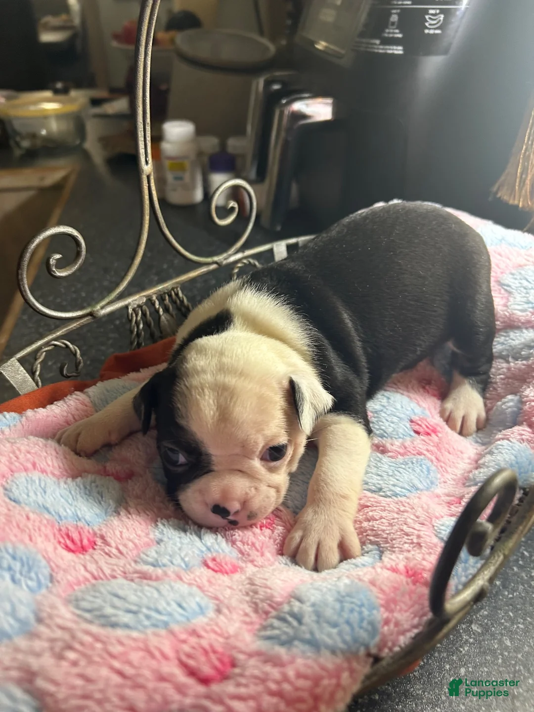 Boston Terrier dogs for sale: Boston Terrier 6 - Ad 1