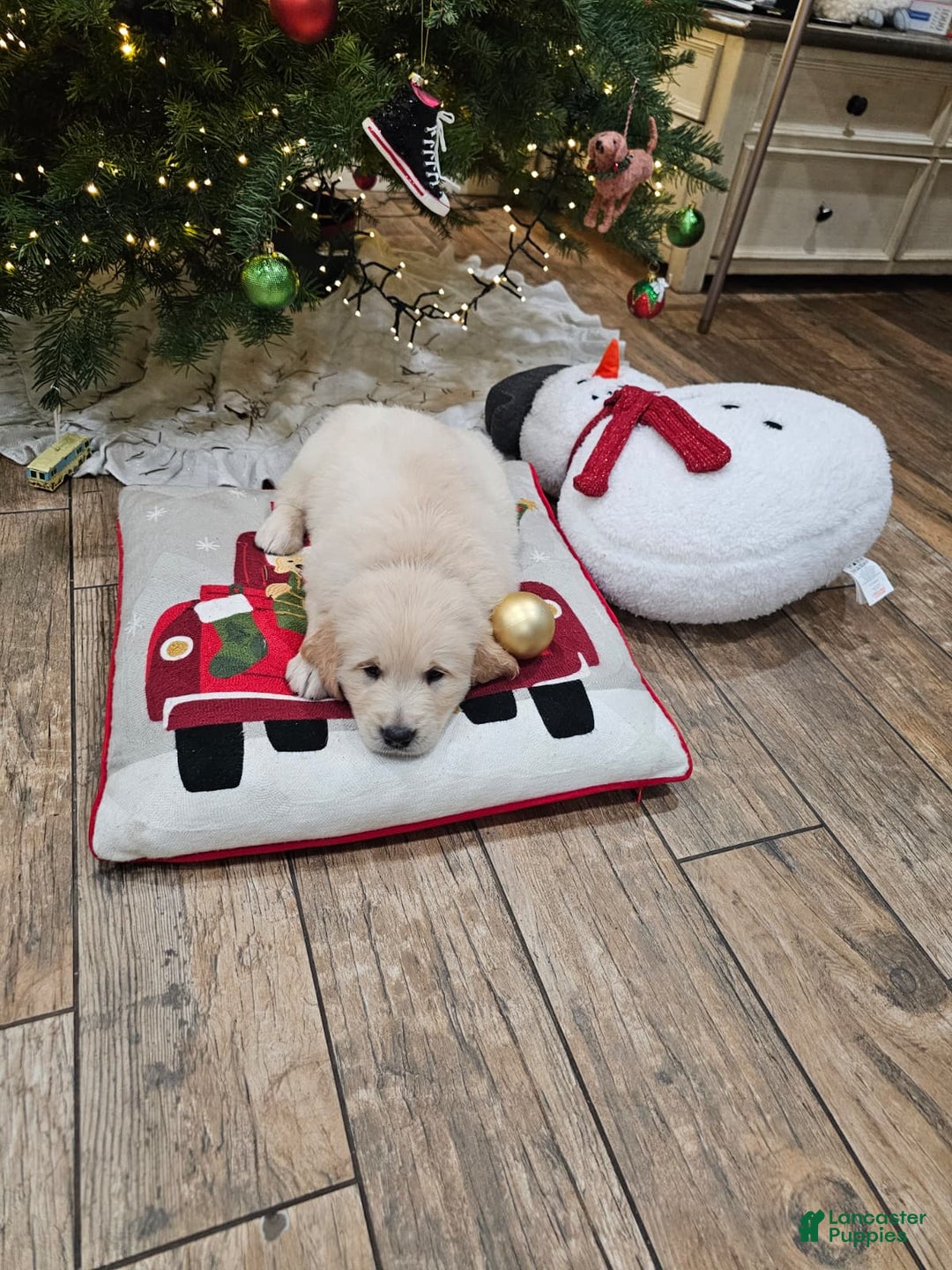 Golden Retriever dogs for sale: Golden Retriever Puppy 4 - Ad 50