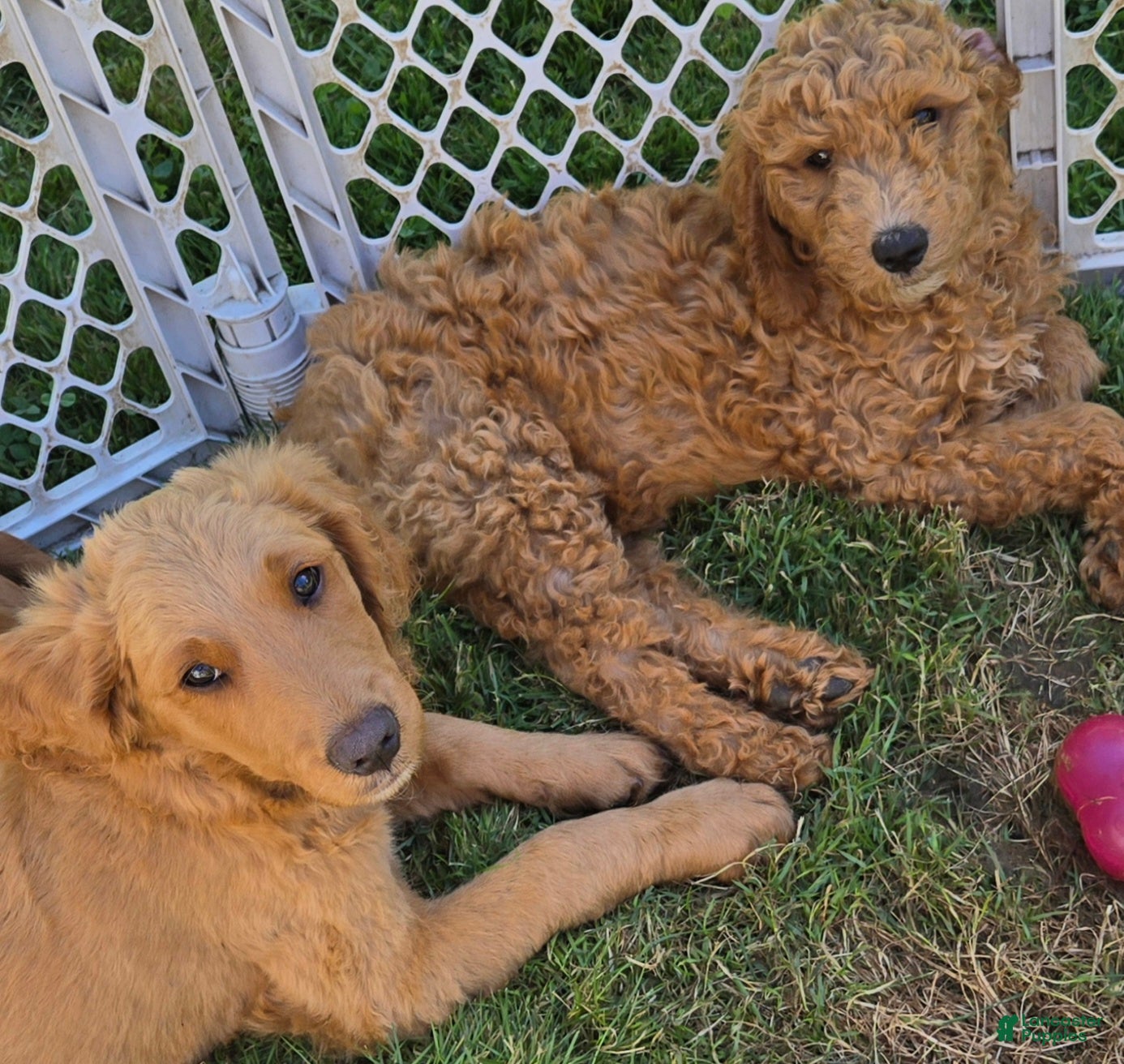 Goldendoodle dogs Goldendoodle Puppy 2 - Ad 1