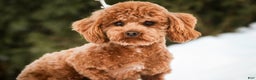 Miniature Poodle dogs for sale: Kasper - Ad 8