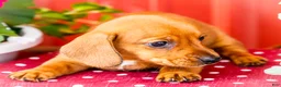 Miniature Dachshund dogs for sale: Ruben - Ad 1