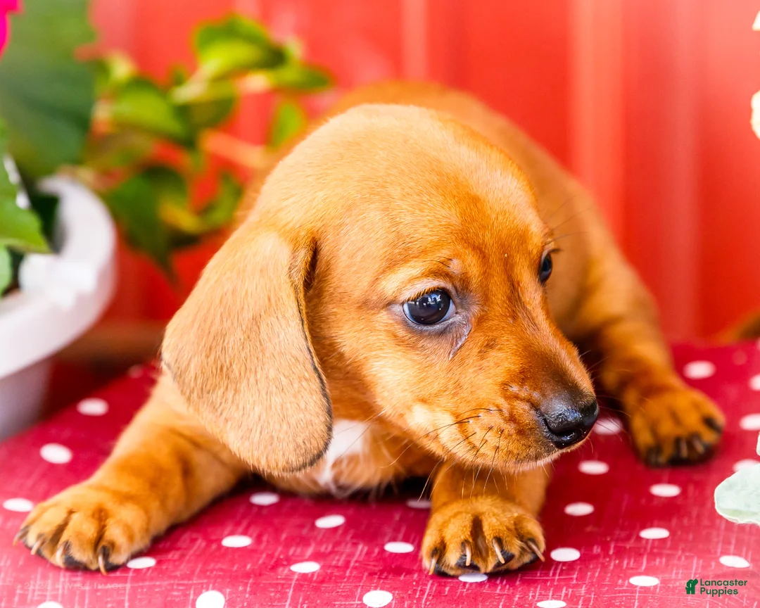 Miniature Dachshund dogs for sale: Ruben - Ad 1